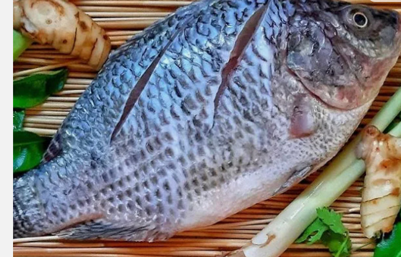 Tilapia fish frozen