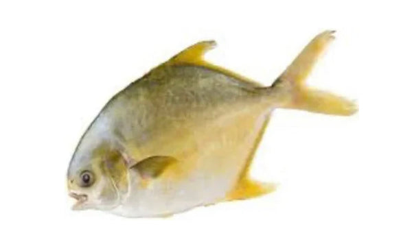 Fish Pompano Frozen Whole